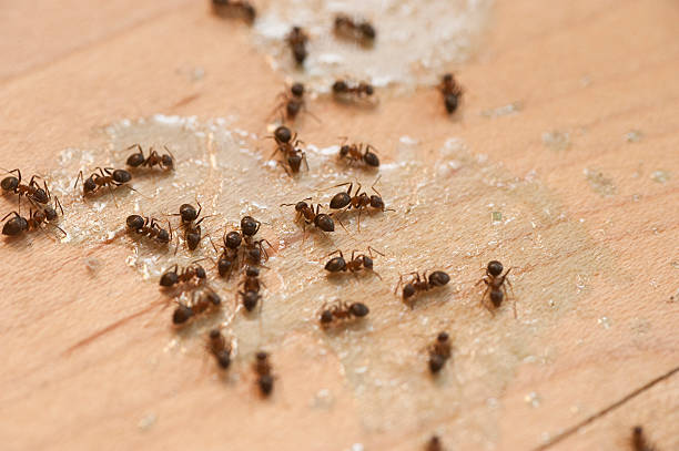 Pest Control for Restaurants in Alma, MI